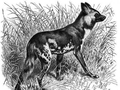 號稱“超級獵手”的犬種，地表的最強戰隊，群狼都不是它們的對手