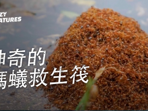 螞蟻救生筏的神奇原理 | 奇怪動物紀錄片