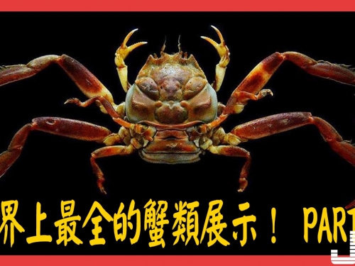 你真的瞭解螃蟹嗎？世界上最全的蟹類展示 都在這裡！ PART 2