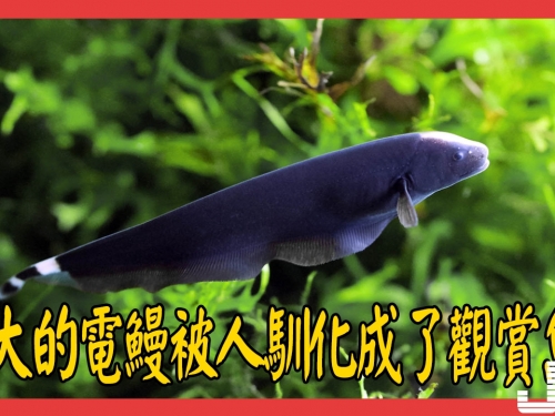 強大的電鰻被人馴化成了觀賞魚！
