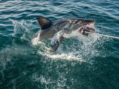 花4.5小時釣到巨大「喪屍鯊」 4分之3身體竟被怪物啃光