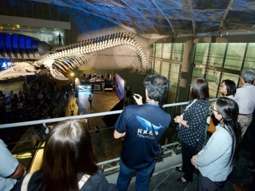 幼年藍鯨3年前「漁具纏身」慘死台東 今華麗重生全台首座藍鯨骨骼標本