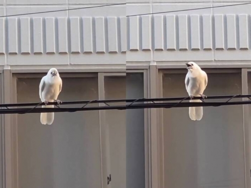 「白色烏鴉」現身千年古都 日網友驚呼︰神明使者降臨！