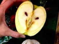 超爆笑：17個投錯胎的蔬菜水果