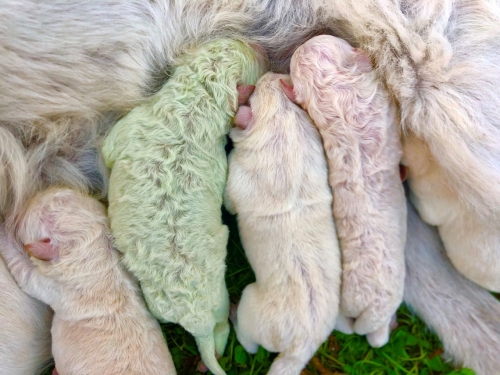 絕無P圖 白色母狗生出「綠色幼犬」 農夫嚇壞