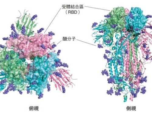 打開新冠病毒的潘朵拉盒子