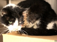 四肢冰冷倒血泊　美「殭屍貓」埋葬5天後復活