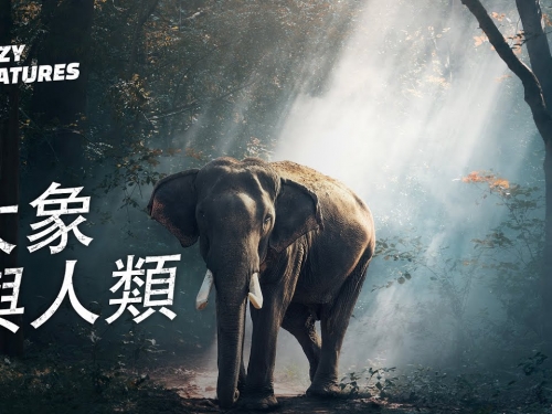 大象與人類如何共存？| 奇怪動物紀錄片