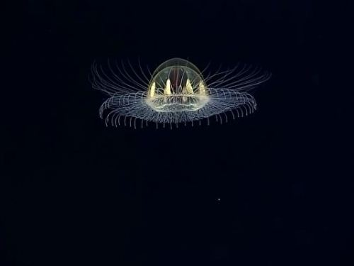 奇特深海生物：UFO型水母 會走路的魚