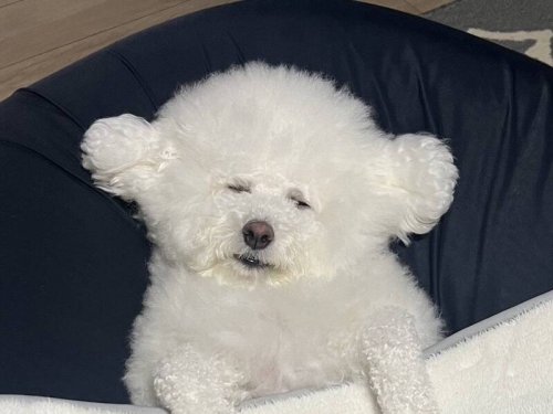 日飼主秀愛犬剛睡醒懶洋洋表情 網哀︰這不就星期一的我！