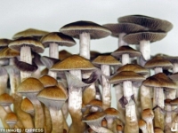 有益的毒品？被英國列為一級毒品的蘑菇 竟可以幫助治療抑鬱症？