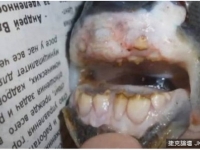 食人魚改吃素　俄捕到有人類牙齒的恐怖怪魚