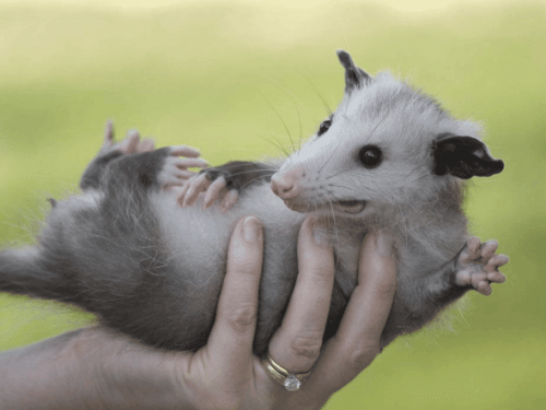 世上最會裝死的動物， 呼吸心跳全停止，堪稱動物界“戲精”