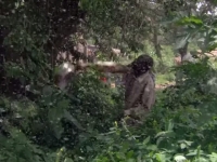 超噁！解密非洲「蚊子漢堡」製作流程