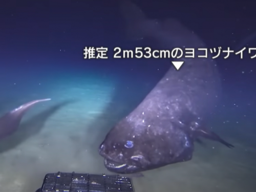 深海頂端魚種曝光 身長2.5公尺 史上只看過6條