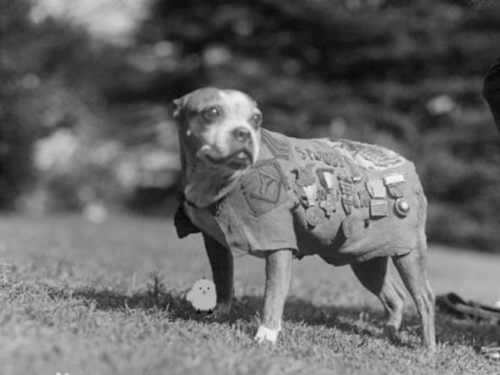 美軍史上最強軍犬！立功17次總統接見 授銜「陸軍中士」