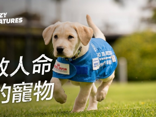救人性命的寵物 | 奇怪動物紀錄片