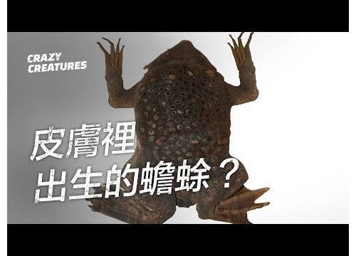 從皮膚裡出生的蟾蜍？｜ 奇怪動物紀錄片
