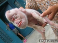 河南母豬生下“猴寶寶”主人看著心驚肉跳