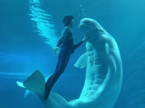 不獸控制！水族館可愛白鯨超反差 竟有「18塊腹肌」