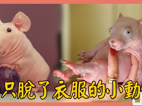 10只脫了衣服的小動物，你能認出來幾個？