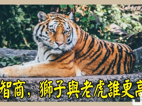 論智商，獅子與老虎誰更高？網友給出了兩種觀點！