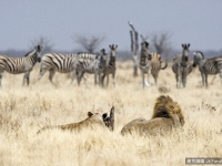 斑馬的斑紋為什麼是黑白相間的呢？