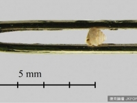 廣西發現「史上最迷你」蝸牛　僅0.86公釐比針眼還小