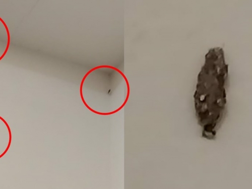 家中驚見「會動水泥塊」一次狂生上百顆卵 內行教絕招消滅牠