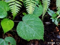 連吸到都有事！　金皮樹小毛刺「碰一下」就可能死亡