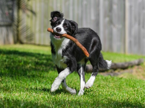 兩鄰居愛犬同天失蹤 調監視器傻眼 竟相約開房間