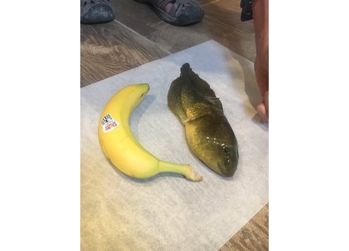 博士生考察捕到「巨型蝌蚪」！體型大到像一條魚