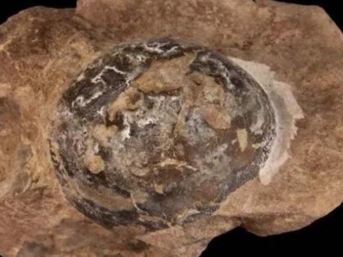 重量僅10克，日本發現最小恐龍蛋化石，猶如一枚鵪鶉蛋