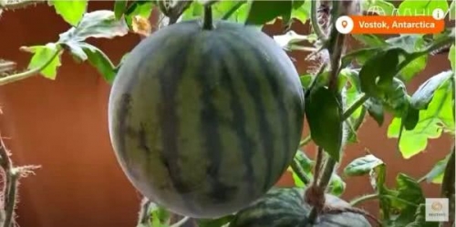 零下89.2度 世界最寒冷地方竟能種出西瓜