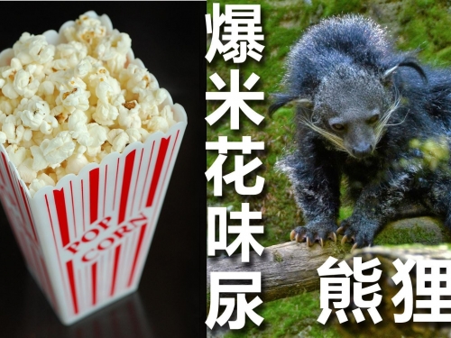 好香的尿, 還是爆米花味~熊貍