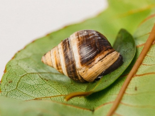 最崩潰的事實！科學家證實已於2019年絕種的動物