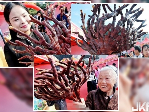 千年野生靈芝現身江西 被譽靈芝中鹿茸