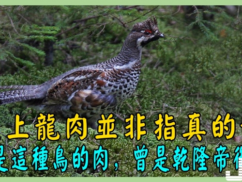 天上龍肉並非指真的龍，而是這種鳥的肉，曾是乾隆帝御用