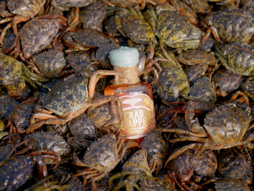 螃蟹大軍入侵酒廠！祭出「釀成威士忌」 圍捕外來種