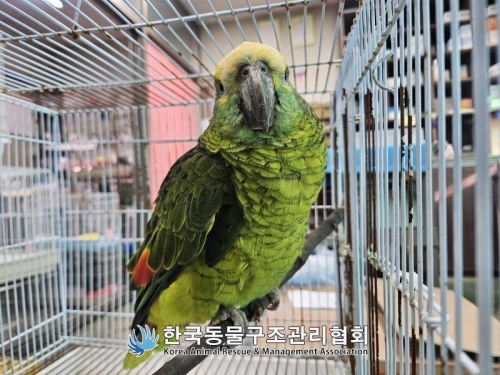 南韓顧客點完咖啡被偷喝！ 「嫌犯」竟是瀕危鸚鵡