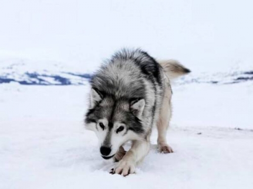 雪橇犬大屠殺！ 加拿大政府道歉並賠償因紐特人10億