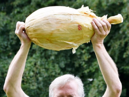 有望創下金氏世界紀錄！英國農夫種出近9公斤洋蔥