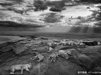 2014年度野生動物攝影師大獎揭曉：群獅悠閑小睡照奪冠