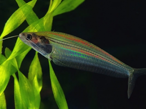泰國這種透明小魚是如何發出彩虹般光芒