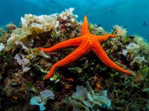 海星移動底部「腳」曝光