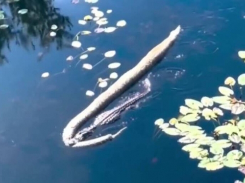 美國佛州鱷魚叼緬甸蟒拖行水面 震撼畫面曝光！