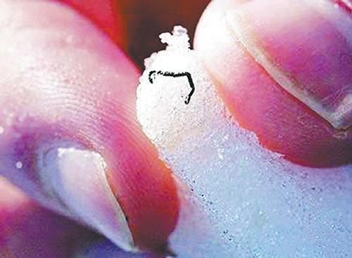 神奇生物會“穿冰術”，可在冰塊中自由穿行，兩年不吃不喝也餓不死