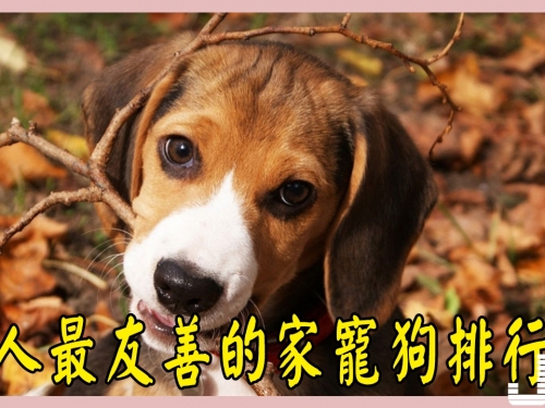 對人最友善的家寵狗排行榜新鮮出爐, 哈士奇最後, 金毛第二, 第一無爭議