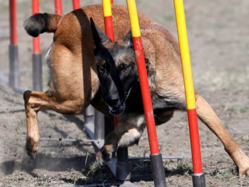 奧地利士兵命喪犬舍 遭2軍犬咬死