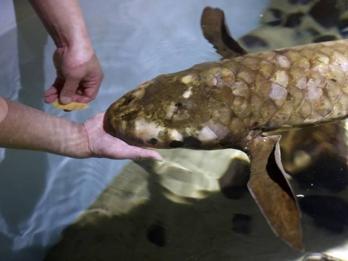 全世界最高齡的觀賞魚！ 90歲「老肺魚」最愛被摸肚子